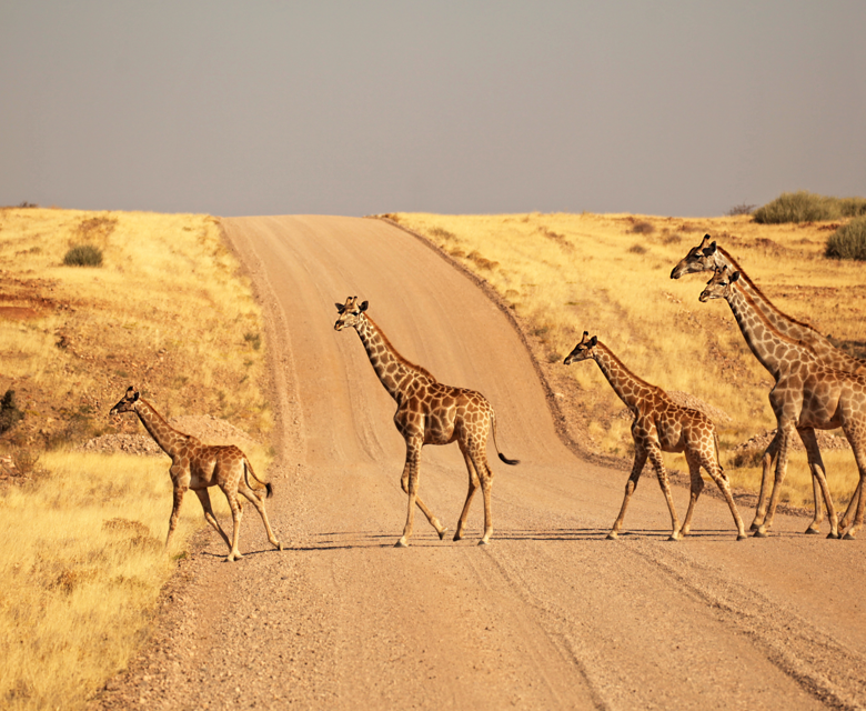  Group Of Giraffes Walking On The Gravel Road In Namibia