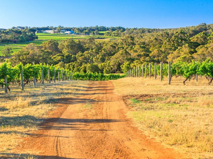 Margaret River Vineyard - Australia