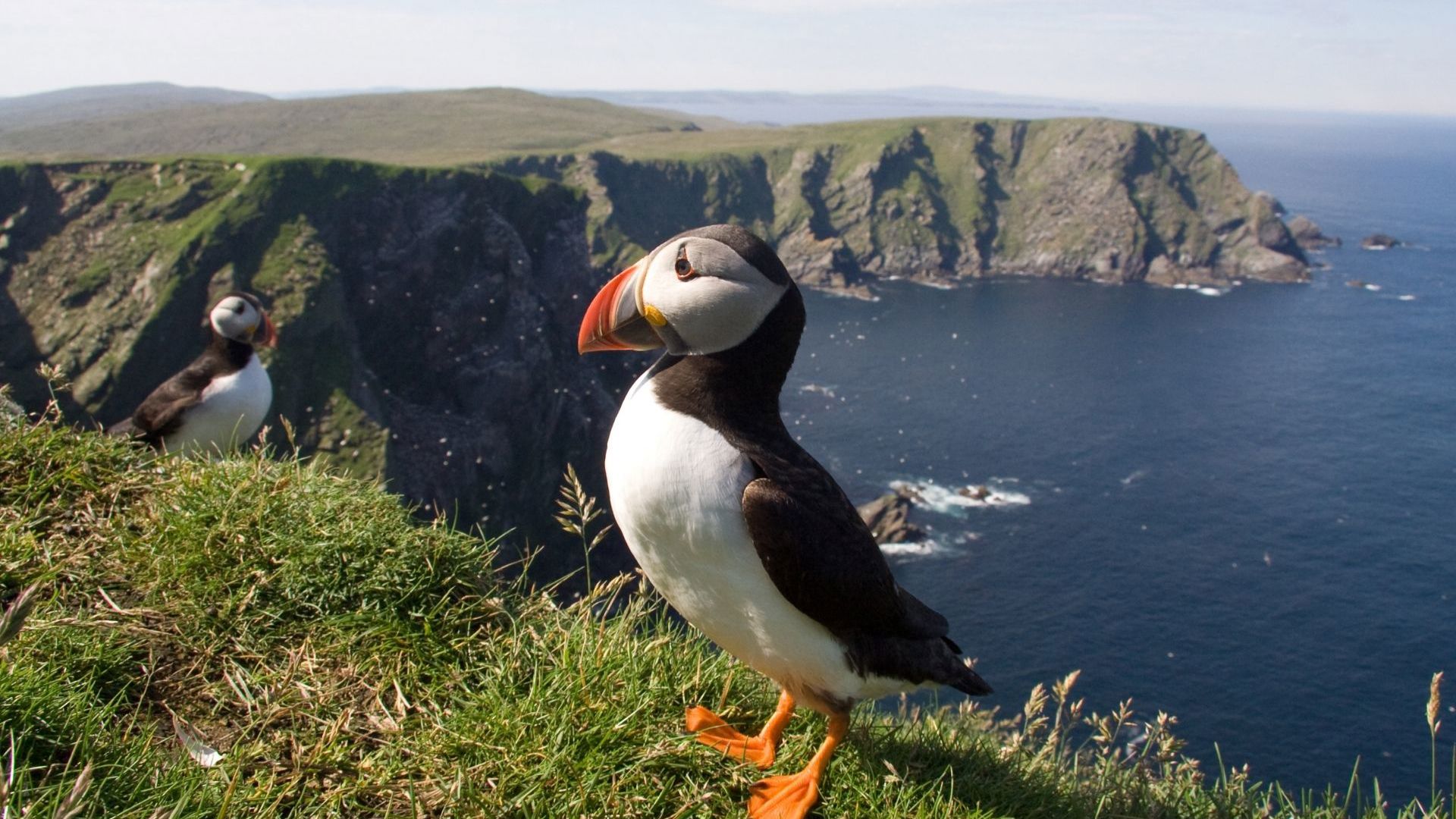 Puffins in Shetland Islands