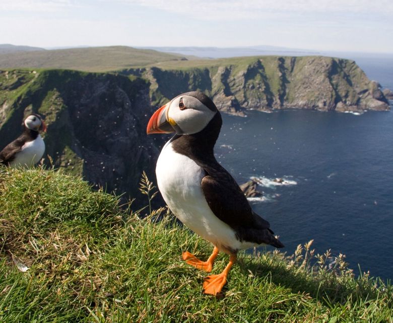 Puffins in Shetland Islands