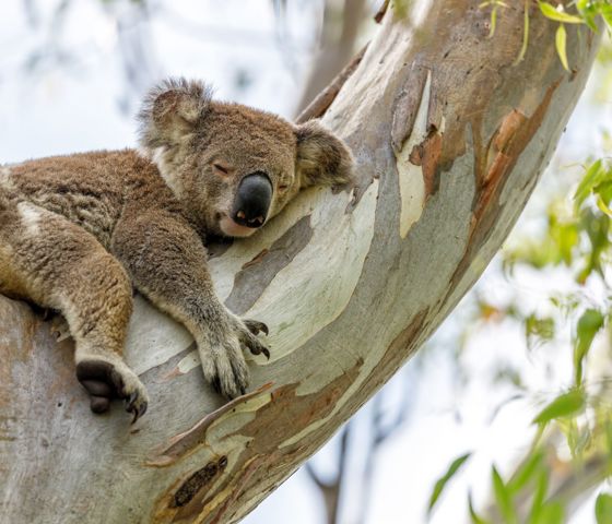 Koala