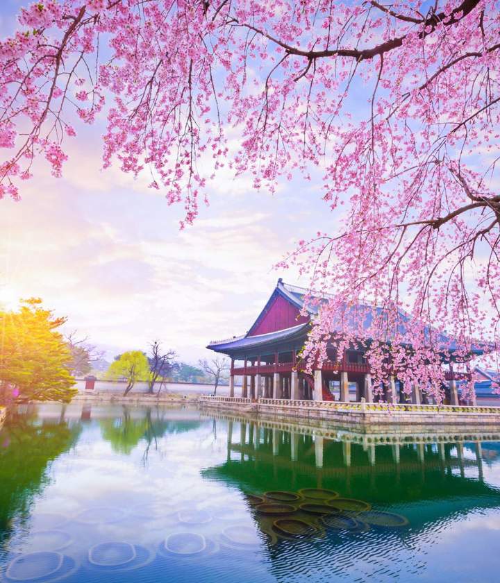 Cherry Blossom Tree