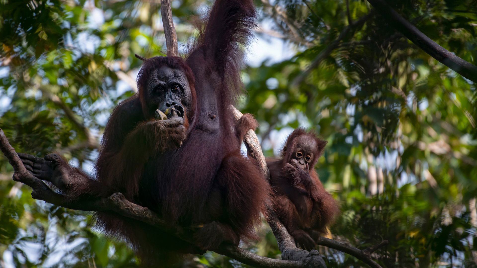 Authentic Borneo with Adventure World