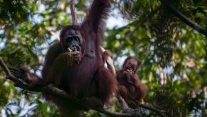 Authentic Borneo with Adventure World