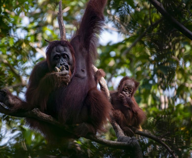 Authentic Borneo with Adventure World