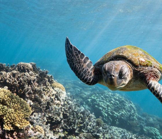 Green Sea Turtle