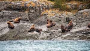 Hubbard Glacier 22