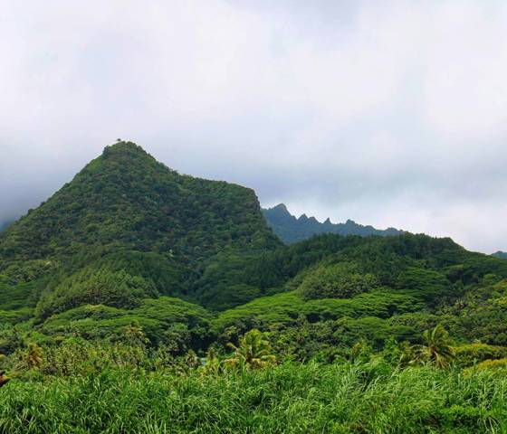 View of green bush