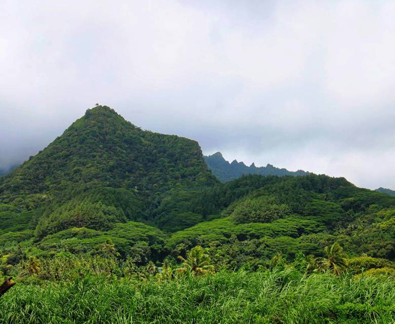 View of green bush