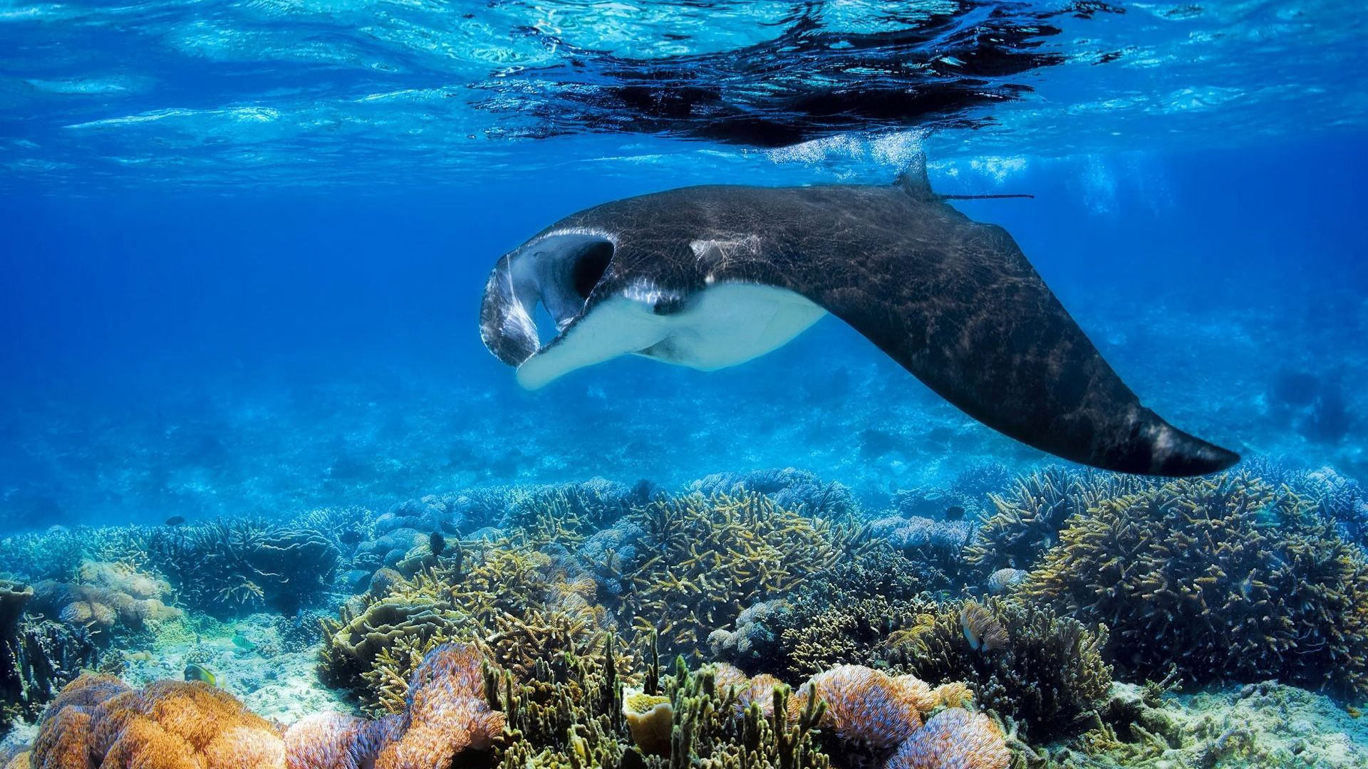 Snorkel with manta rays in Fiji