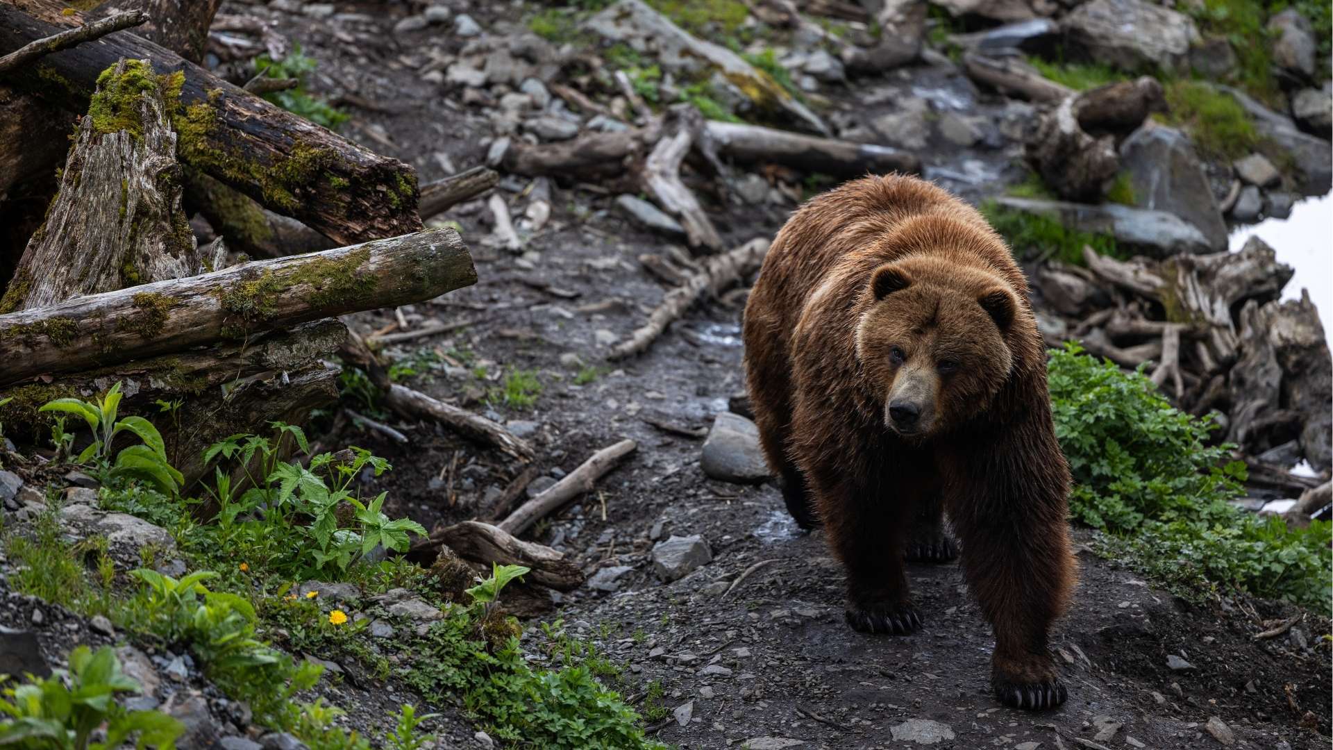 Alaskan Bear