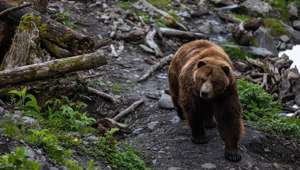 Alaskan Bear