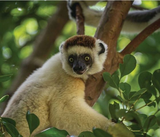 Madagascar Lemur © Hapag Lloyd