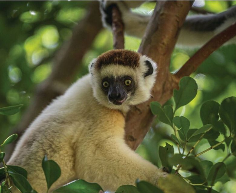 Madagascar Lemur © Hapag Lloyd