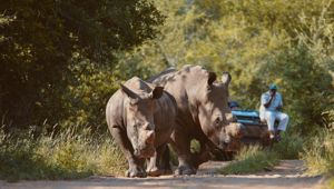 Rhinos - Viva Expeditions