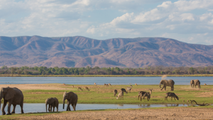 Malawi Grand Tour Wildlife On The Zambezi River