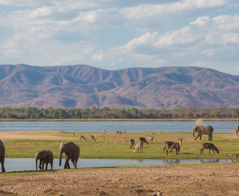 Malawi Grand Tour Wildlife On The Zambezi River