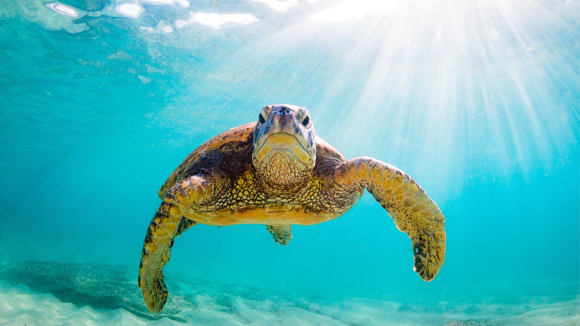 Sea turtle in Hawaii, North America - Image credit: Getty Images