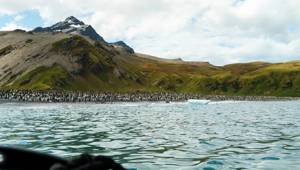 King Penguins, South Georgia