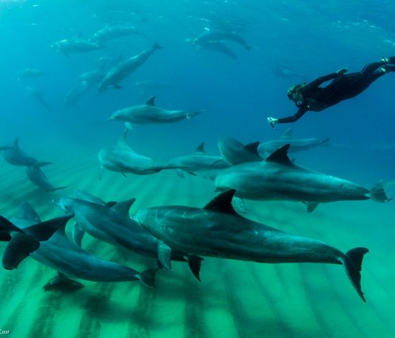 Sunway Mozambique Ponta Dolphin Encounters-006