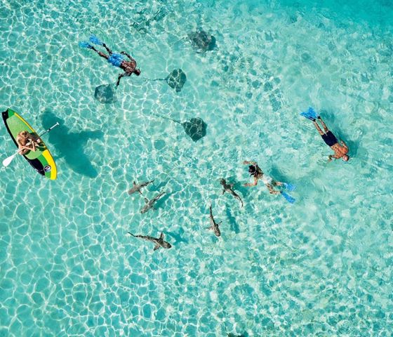 Paul Gaugin Snorkel, Dive And Kayak Amongst The Sea Life