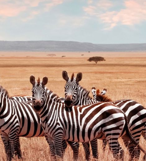 Zebras in the wild