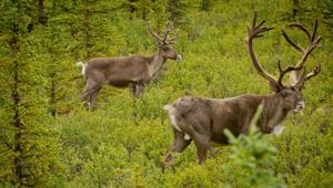 Denali Caribou