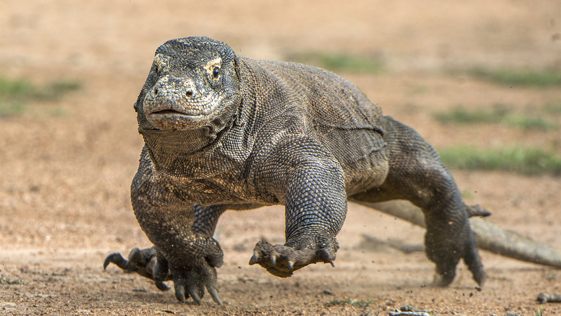 Komodo Dragons