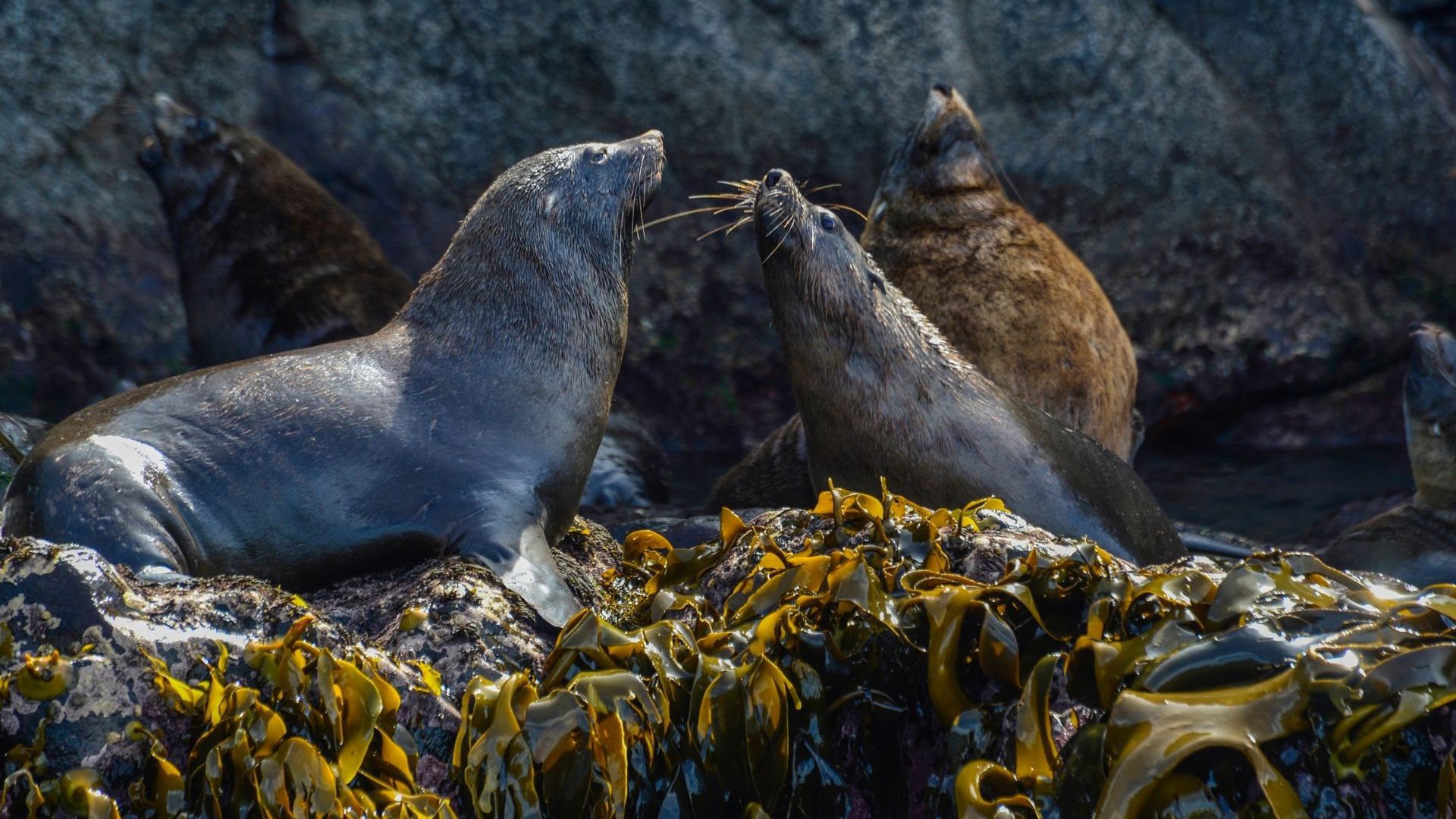 Outback Spirit Bruny Island © Journey Beyond 