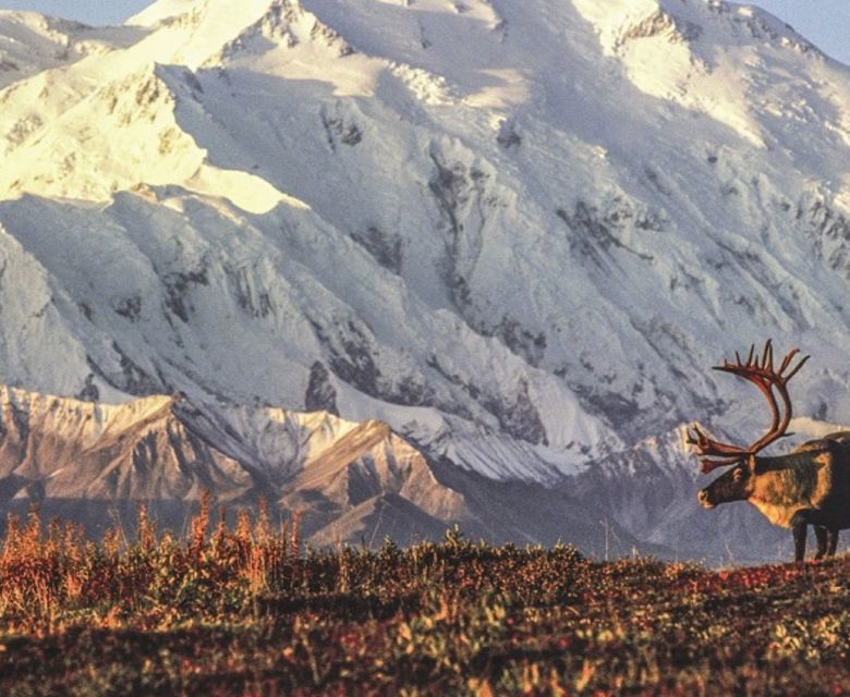 Alaska Caribou