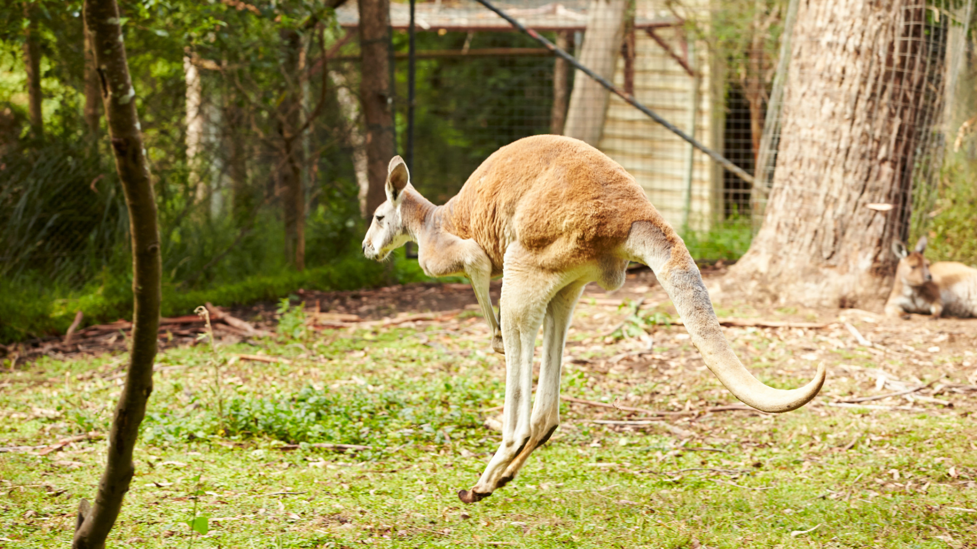 Kangaroo Australia 