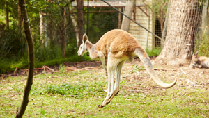 Kangaroo Australia 