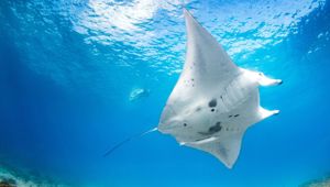 Manta Ray Lighthouse