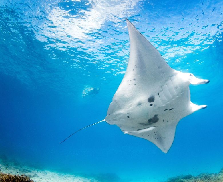 Manta Ray Lighthouse