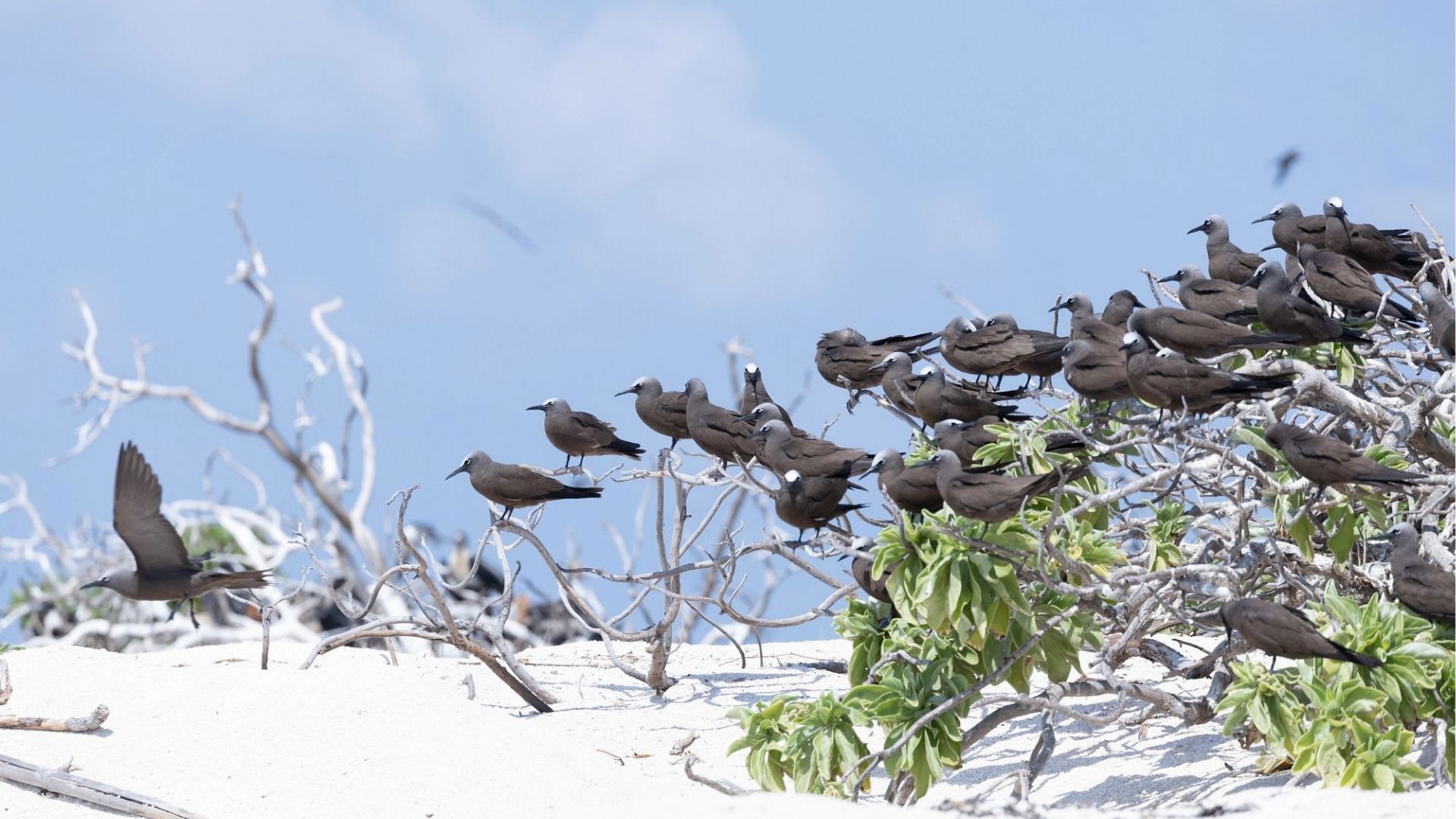 Ashmore Reef flock to Ashmore Reef in Australia