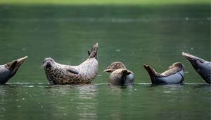 Misty Fjords Harbor Seal