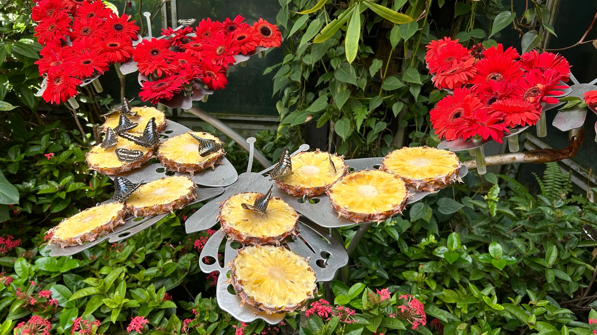 Butterfly Garden in Changi Airport T1
