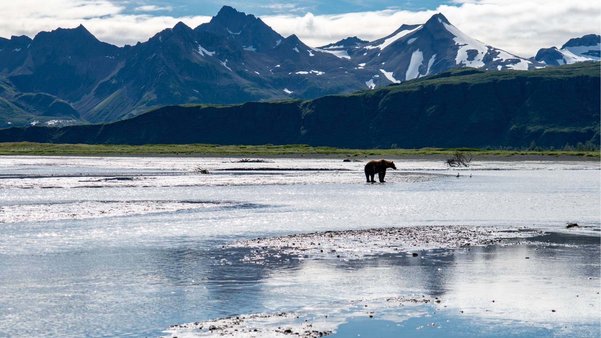 Alaskan Grizzly Bear