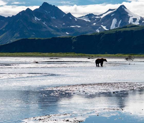 Grizzly Bear in Alaska © Holland America