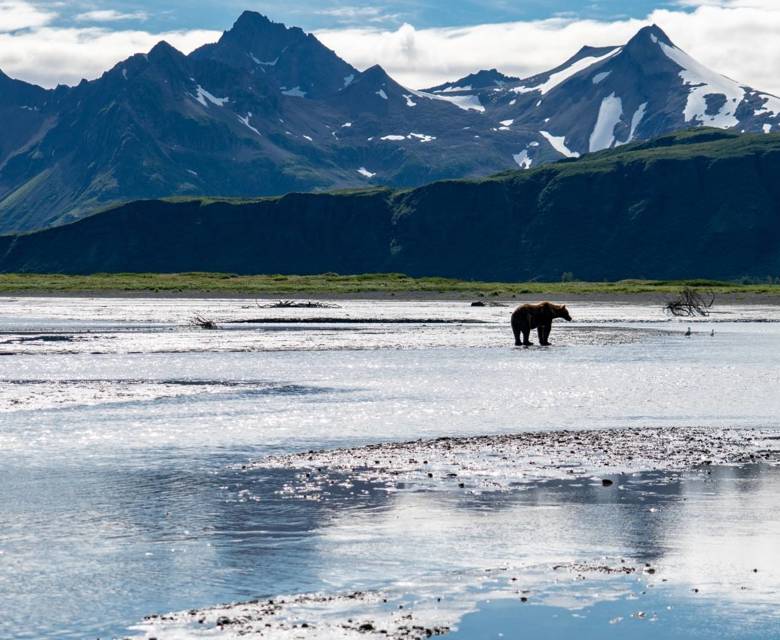 Grizzly Bear in Alaska © Holland America