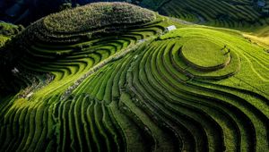 Beautiful Vietnam Rice Fields