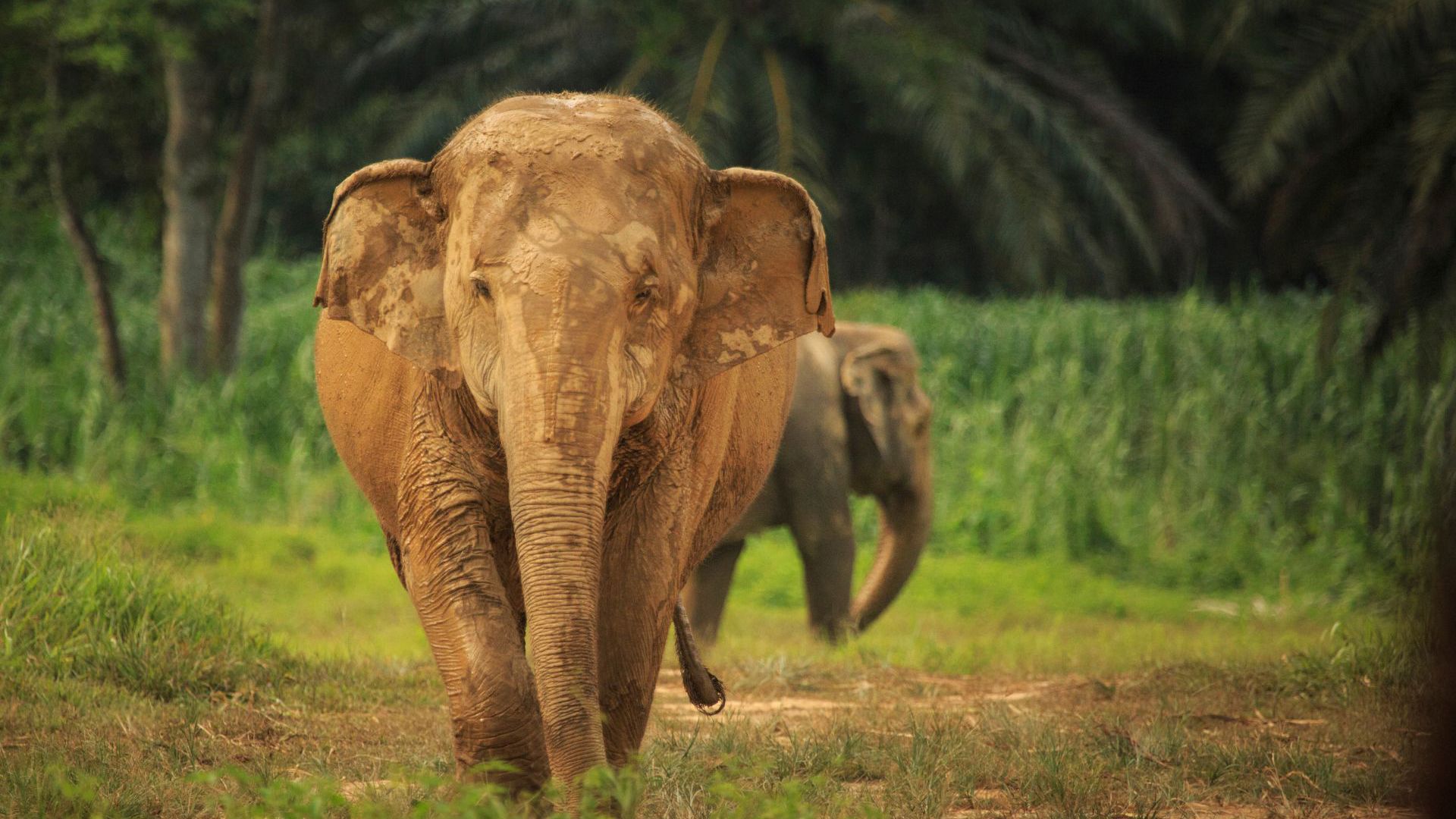 Elephant Hills: Jungle & Lake Camp Safari - Elephant