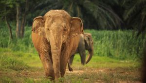 Elephant Hills: Jungle & Lake Camp Safari - Elephant