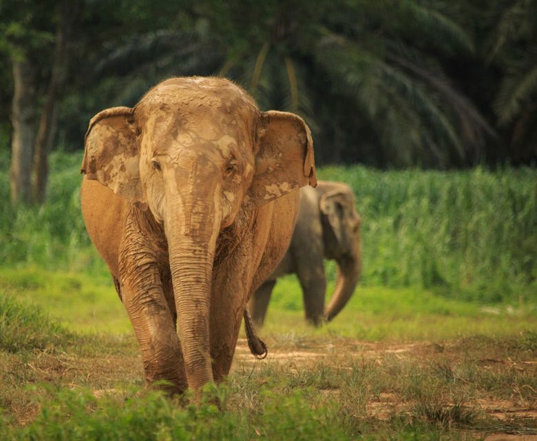 Elephant Hills: Jungle & Lake Camp Safari - Elephant