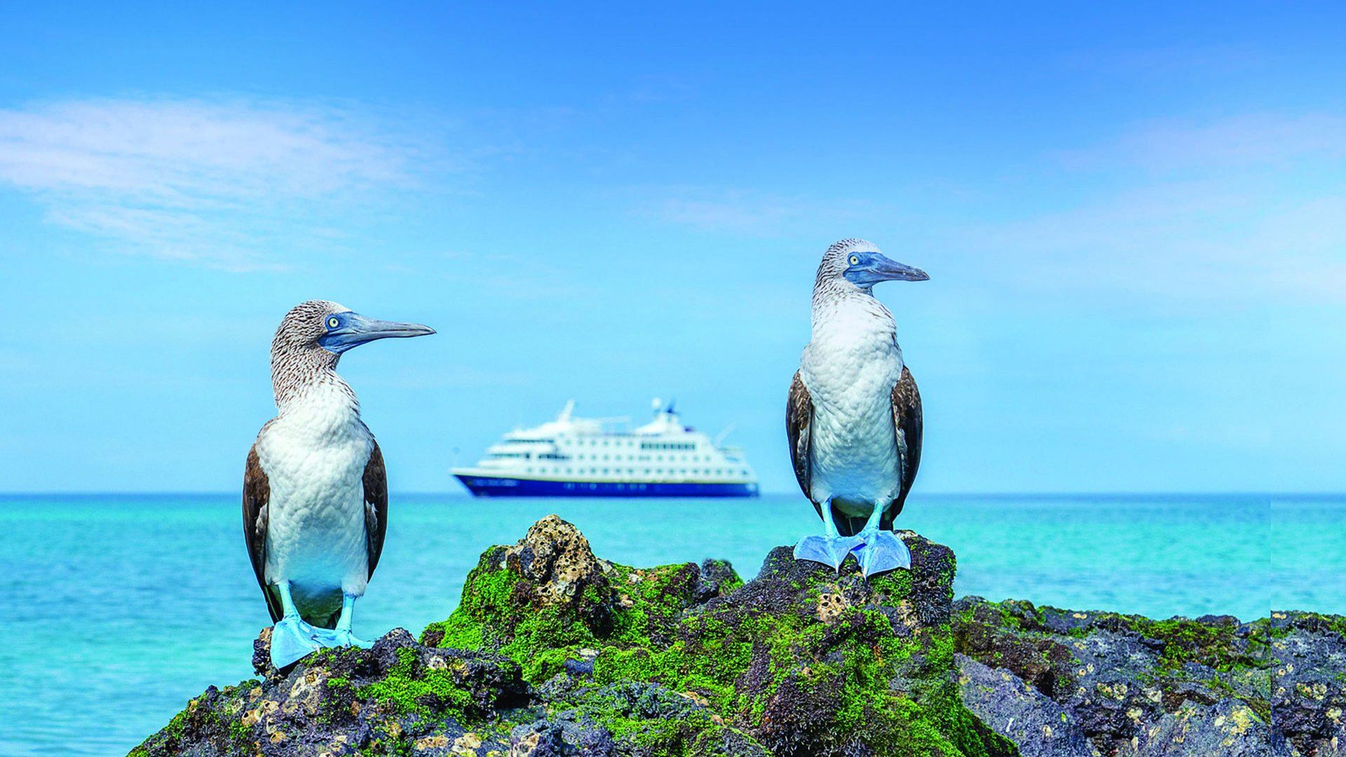 Galapagos Islands - Blue Footed Booby 