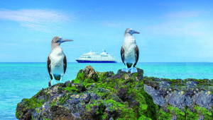Galapagos Islands - Blue Footed Booby 