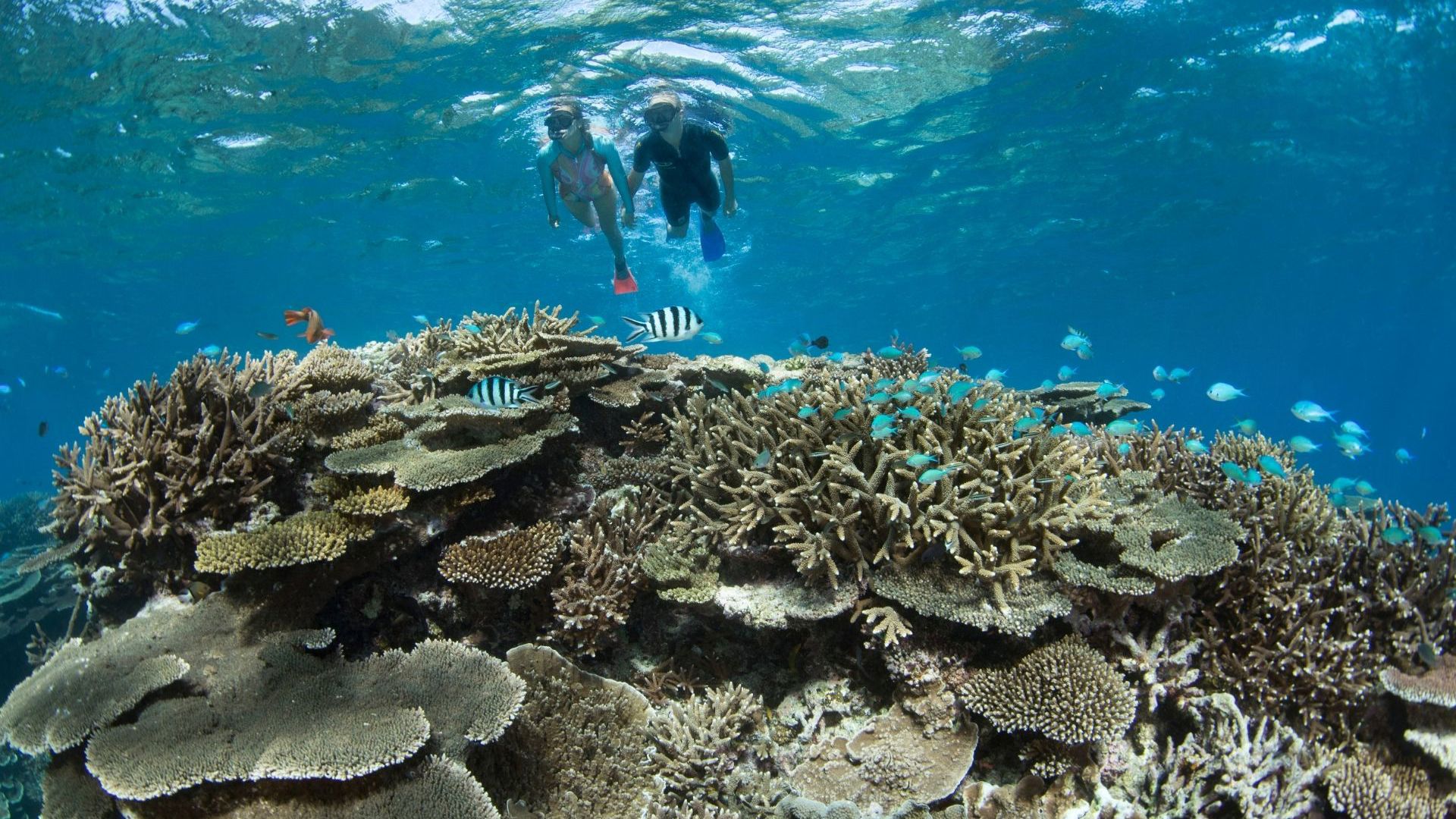 Coral Gardens