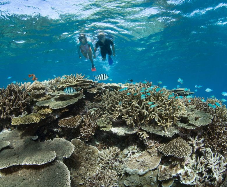 Coral Gardens