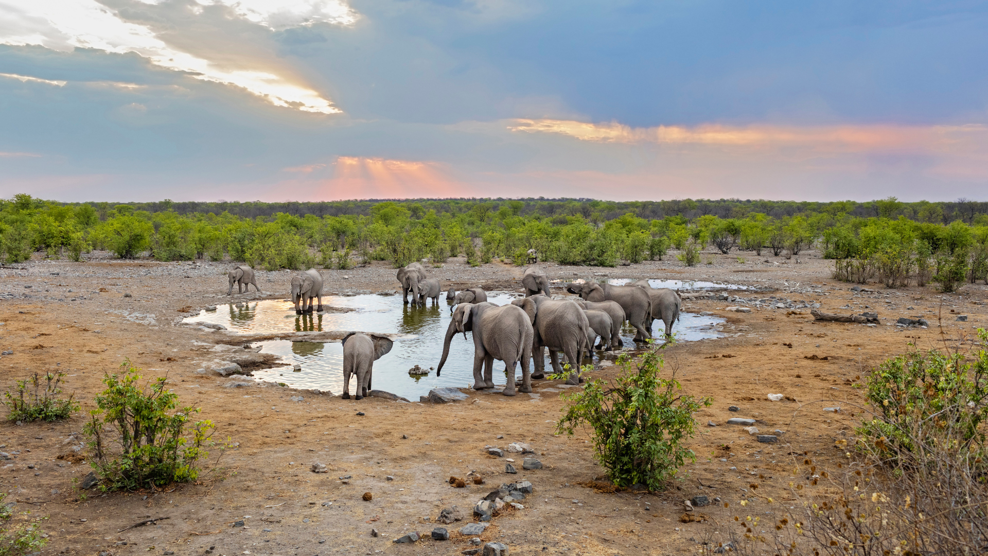 Elephants In Waterhole At Etosha National Park, Namibia, Africa 