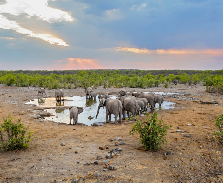 Elephants In Waterhole At Etosha National Park, Namibia, Africa 
